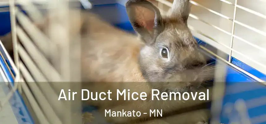 Air Duct Mice Removal Mankato - MN